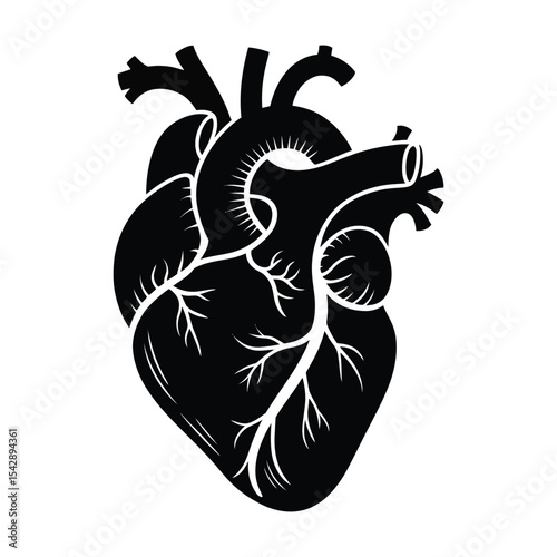 Realistic Human Heart Anatomy Graphic in Vector Style

