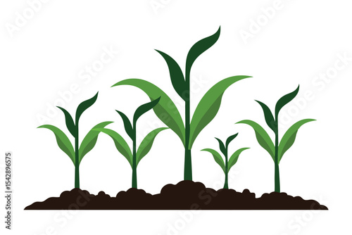 Young green corn plants growing in fertile soil isolated on white background