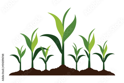 corn seedlings thriving in fertile soil silhouette on white background