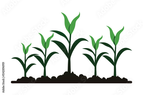 corn seedlings thriving in fertile soil silhouette on white background