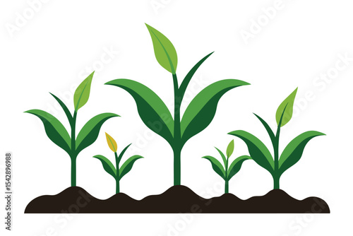 corn seedlings thriving in fertile soil silhouette on white background