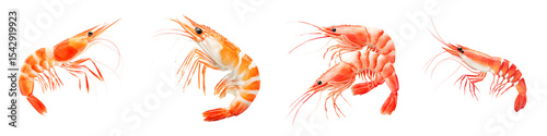 Wallpaper Mural Appetizing Shrimp Showcased in Close up Photography Torontodigital.ca