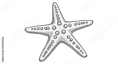 Detailed Pencil Sketch of a Starfish with Textures and Subtle Shading Underwater World