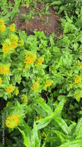 Dynamic vertical camera motion descending through rain soaked verdant garden to highlight brilliant yellow blooms, premium nature video for organic gardening
