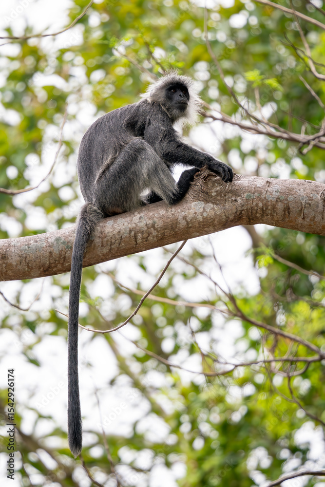 Naklejka premium Germain's Langur - Trachypithecus germaini, rare endagered Old World monkey native to tropical forests of Indochina, Vietnam.