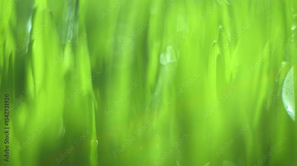 Green field with grass and water droplets. The water droplets are scattered throughout the field, creating a sense of movement and life