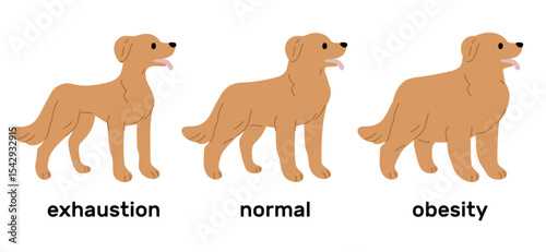 Stages of dog weight gain from emaciation. Normality to obesity process. Exhaustion and adiposity. Domestic animal care. Slim and fat labrador. Obese puppy. Slender mammal. Vector vet set