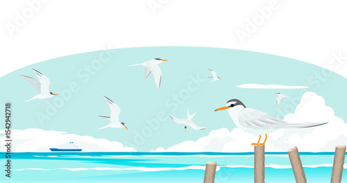 コアジサシと夏のビーチ / Little Tern on Summer Beach