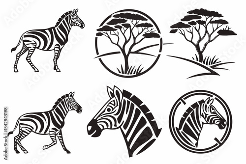 zebra