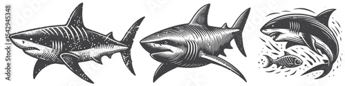 Vintage Hand-Drawn Shark Collection Illustration, Marine Animal Engraved Style Vector for T-Shirts and Ocean Life Themes Design