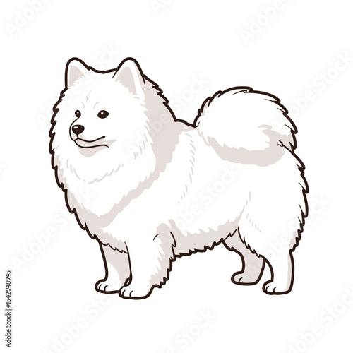 Simple and cute Japanese Spitz dog illustrations 