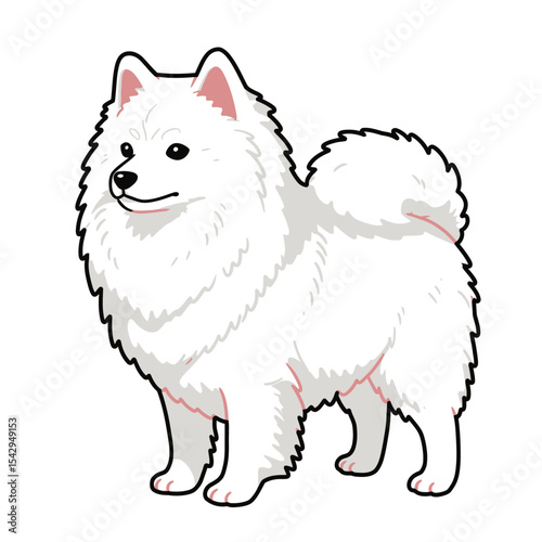 Simple and cute Japanese Spitz dog illustrations 