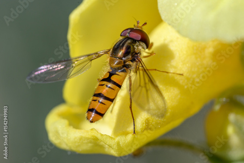 Tablou pe pânză Marmalade Hoverfly on Yellow Wildflower in Sunny Close-Up macro