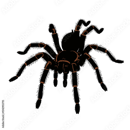 Black tarantula on white background multiple poses rendering


