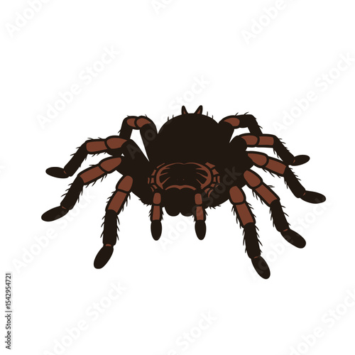 Black tarantula on white background multiple poses rendering


