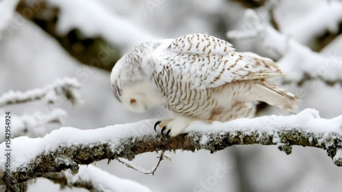 Snowy Owl Perched on a Tree Branch in Winter Forest, Captured in Sharp 4K Cinematic Motion with Focus on Wildlife and Natural Beauty