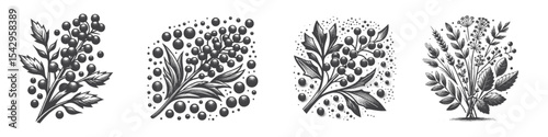 Vintage Hand-Drawn Blueberry Illustration, Botanical Fruit Engraved Style Vector for T-Shirts and Organic Market Themes Design
