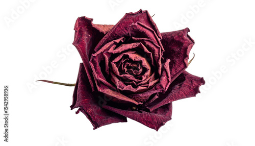 A close-up image of a dried, dark red rose with curled and textured petals displayed prominently.