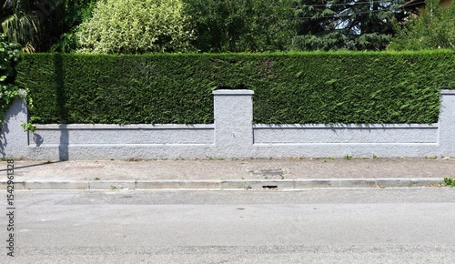 Wallpaper Mural Gray stucco fence with pruned hedge on top. Various plants and trees on behind, sidewalk and suburban street in front. Background for copy space. Torontodigital.ca
