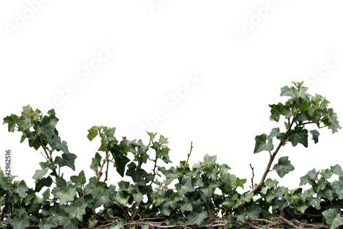 Green Ivy Hedge Border