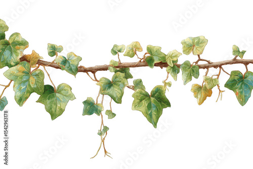 Ivy Vine Branch Illustration