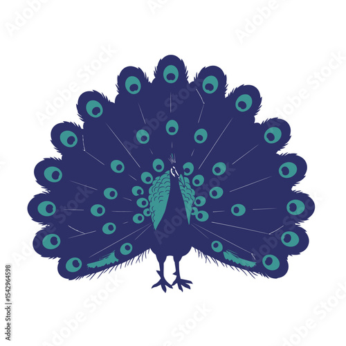 Peacock displaying. Bird fanned his tail with beautiful plumage, decorative peacock's feathers, isolated on white background, vector illustration.