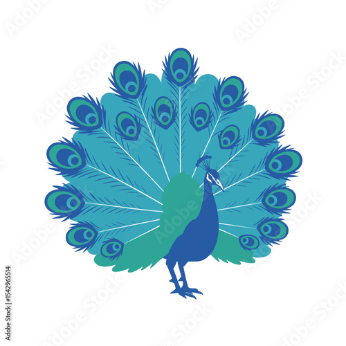 Peacock displaying. Bird fanned his tail with beautiful plumage, decorative peacock's feathers, isolated on white background, vector illustration.