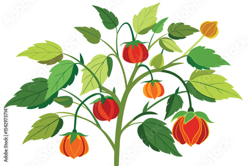 Vibrant Groundcherry Plant Illustration A Detailed Botanical Artwork of Physalis