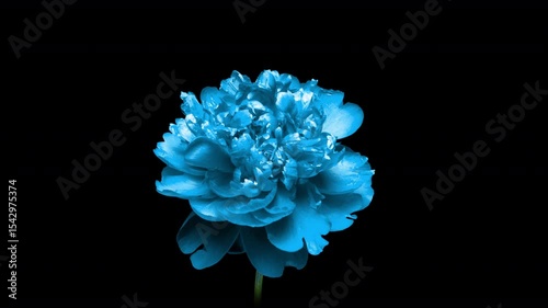 Blue peony blooms on a black background. Time lapse, close-up. Wedding background, Valentine's day concept. Timelapse video
