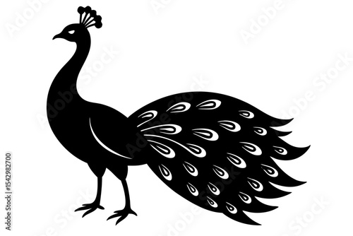 peacock vector illustration