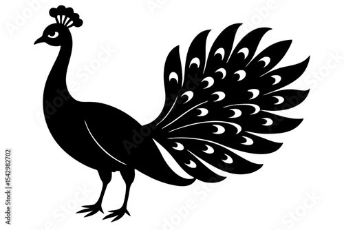 peacock vector illustration
