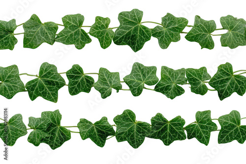 Ivy leaves, horizontal, natural