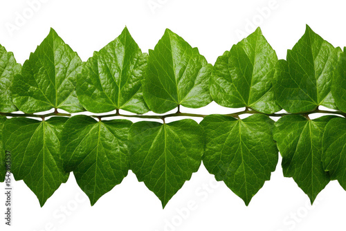 Green leaves row close-up