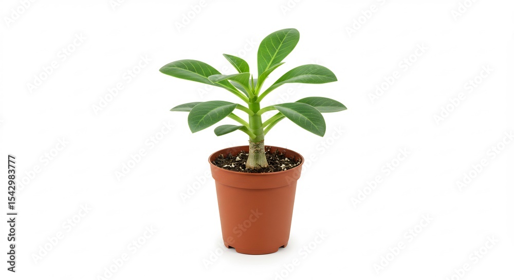 Obraz premium 小さな鉢植えの植物 鮮やかな緑の葉 穏やかな光で輝く. AI Generated