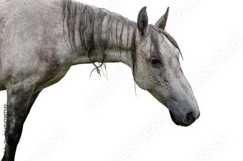 Wet grey horse head close-up isolated on transparent background with sad expressive eyes and mane for use in equine-themed content, animal rights campaigns, veterinary visuals,