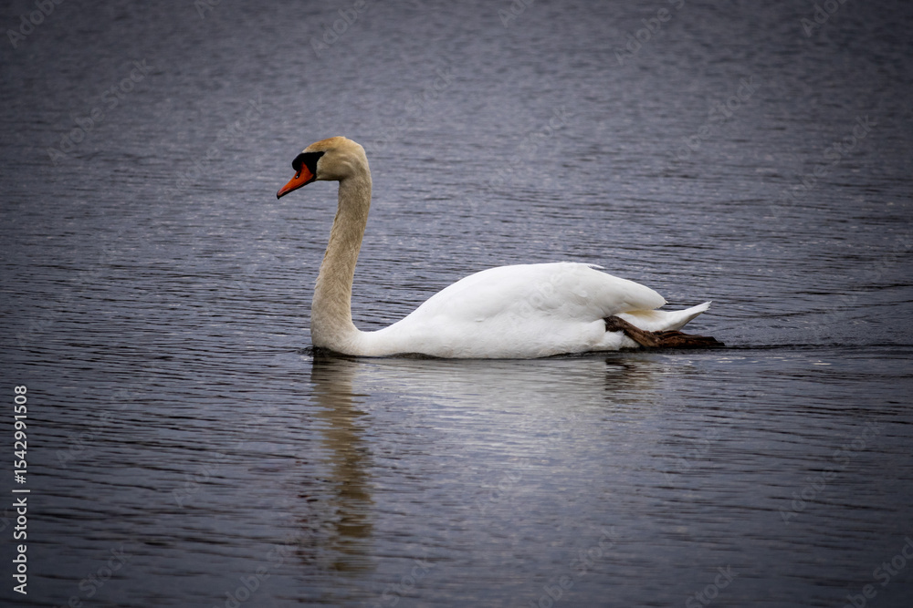 mute swan on the lake 4x6 mute swan on the lake 4x6