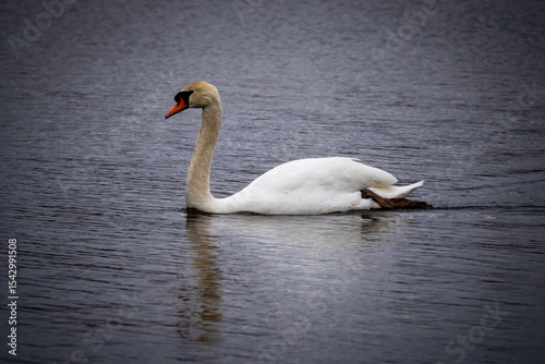 mute swan on the lake 4x6