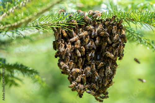 Swarm of wild bees hanging on branch in forest during summer as macro 2