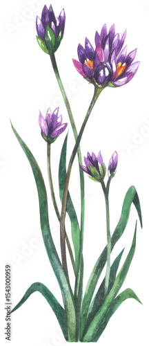 Blue dicks. Watercolor hand drawing painted illustration.