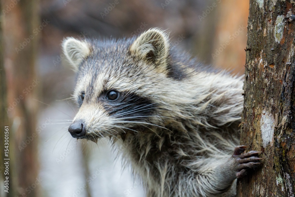 Naklejka premium raccoon in the woods