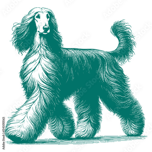 Afghan hound vector