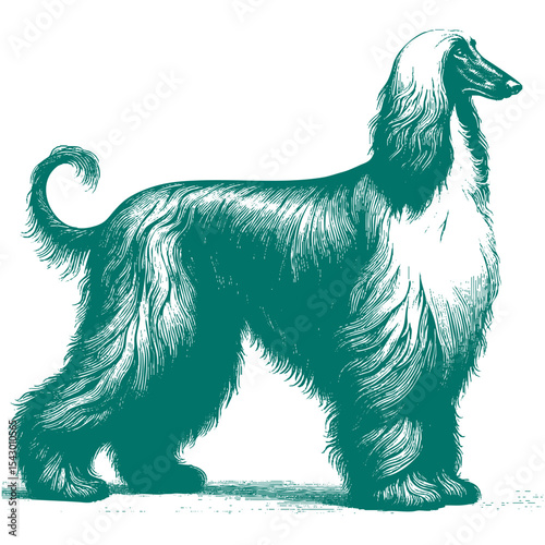 Afghan hound vector