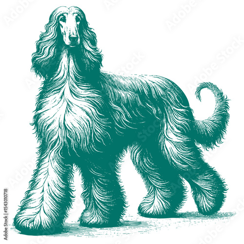 Afghan hound vector