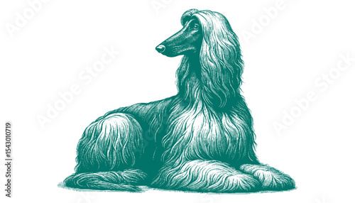 Afghan hound vector