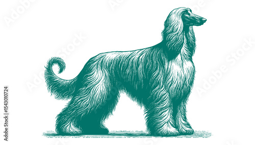 Afghan hound vector