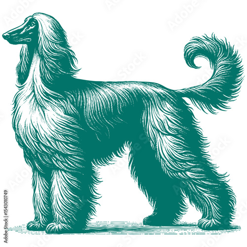 Afghan hound vector
