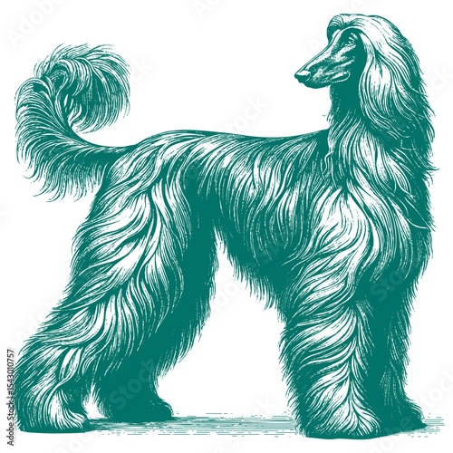 Afghan hound vector