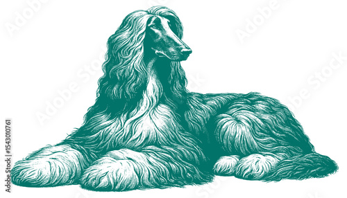 Afghan hound vector