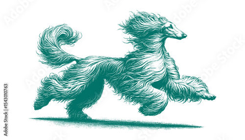 Afghan hound vector