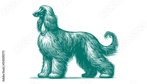 Afghan hound vector